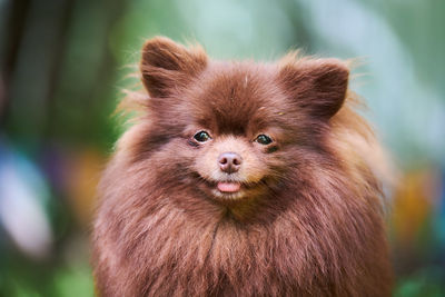 Close-up portrait of an animal