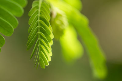 Close-up of fresh green leaves