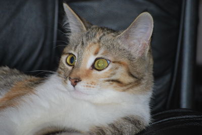 Close-up portrait of a cat