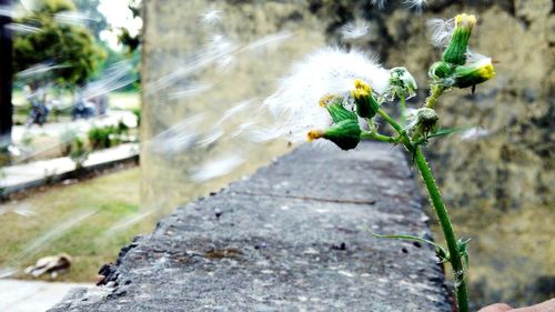 Close-up of plant against blurred background