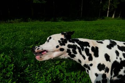 View of a dog lying on field