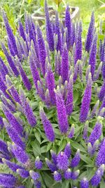 Close-up of lavender flowers blooming outdoors