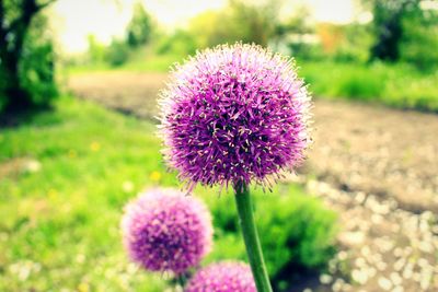 Close-up of pink flowers blooming in field