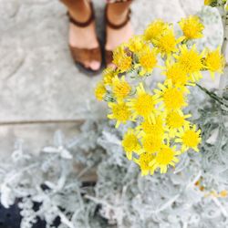 Low section of yellow flowers