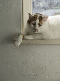 Cat resting on wall