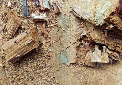 Close-up of log