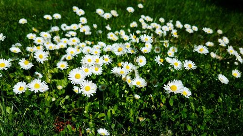 Close-up of daisies blooming on field