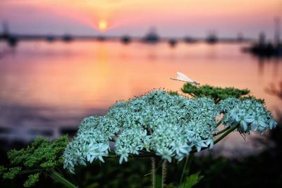 Close-up of flowering plant against lake during sunset