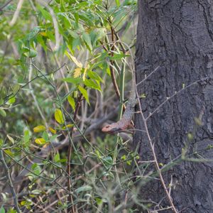 Close-up of lizard on tree trunk