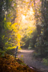 Close-up of plants in forest during autumn