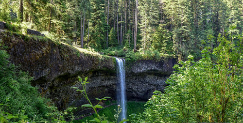 View of waterfall in forest