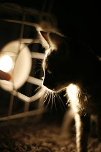 Close-up of cat at night