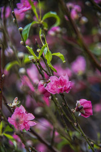 Close-up of pink flowering plant