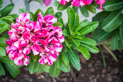 High angle view of pink flowering plant