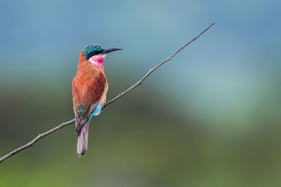 Close-up of bird perching on a branch