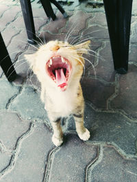 Close-up of cat yawning