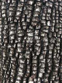 Full frame shot of tree trunk