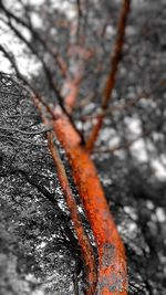 Close-up of bare tree during winter