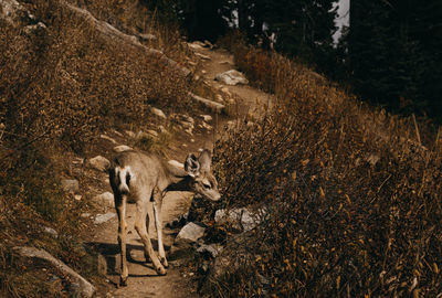 High angle view of deer on path