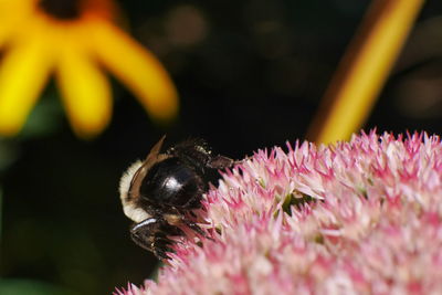 Close-up of bee pollinating on pink flower