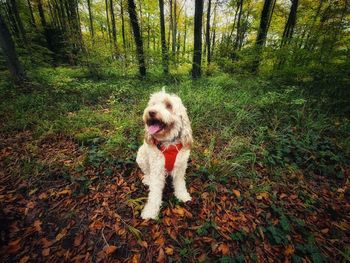 Dog in forest