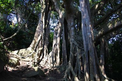 Low angle view of trees growing in forest