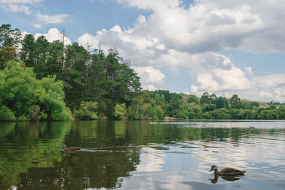 Swan swimming in lake against sky