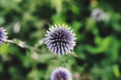 Close-up of purple flowering plant on field