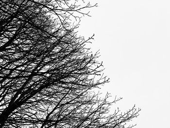 Low angle view of silhouette tree against clear sky