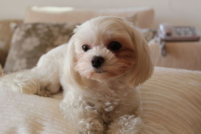 Close-up portrait of bichón maltés dog on bed