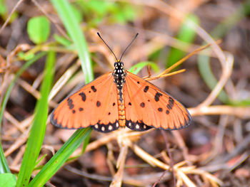 Butterfly on flower