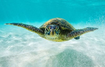 Turtle swimming in sea