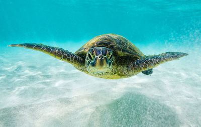 Turtle swimming in sea