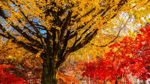 Low angle view of trees in forest during autumn