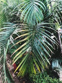 High angle view of palm trees on field