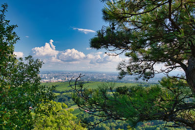 Plants on landscape against sky