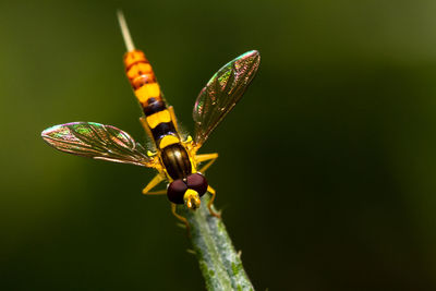 Close-up of insect on plant