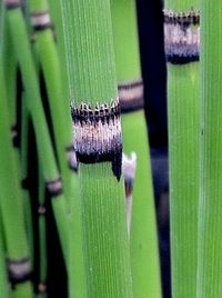 Close-up of plant