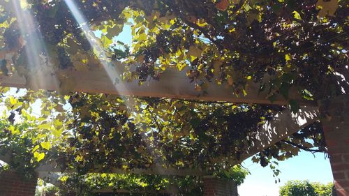 Low angle view of trees against plants