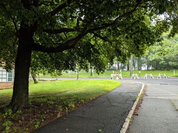 Road amidst trees in park