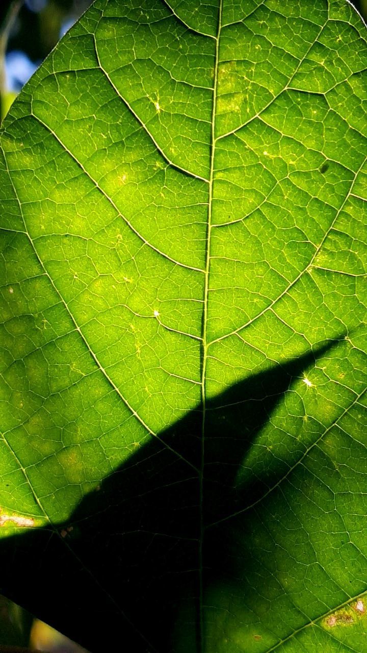 CLOSE-UP OF GREEN LEAVES