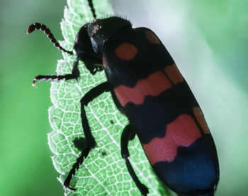 Close-up of butterfly on leaf