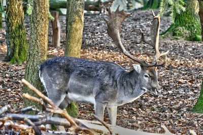 Sheep in forest