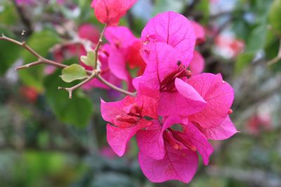 Close-up of pink flowers