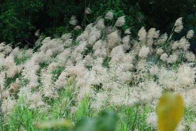 Close-up of plants