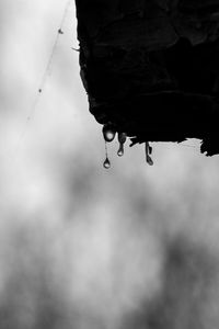 Close-up of water drops on twig