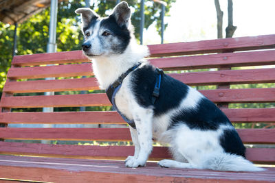 Portrait of dog on bench