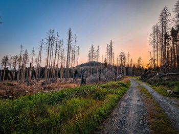 Road amidst trees against sky during sunset