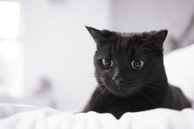 Close-up of black cat on bed at home