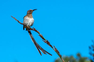 Low angle view of bird perching on plant against clear blue sky